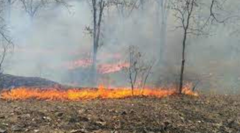 58 forest fire incidents in J&K in last 2 weeks